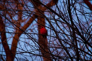 Par ma fenêtre, soudain, le rouge vole ! - photo du webmestre -