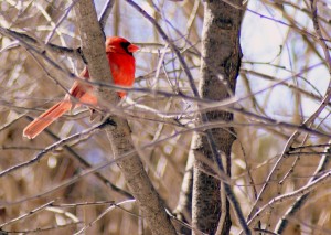 Cardinal - photo du webmestre - 